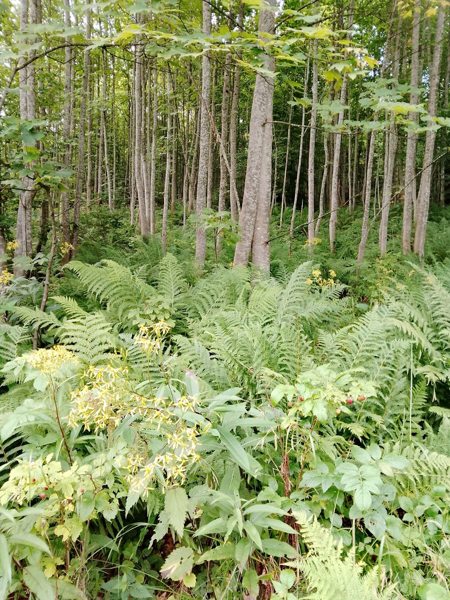 Chodn&iacute;k mlad&yacute;m porastom